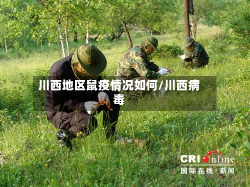 川西地区鼠疫情况如何/川西病毒